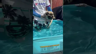 SAVE ME, Hooman Life Raft! 🤣 Pangpang Dog Swimming FAIL #shorts