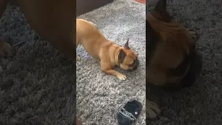 Gator 🐊 attack! #funny #comedy #frenchbulldog