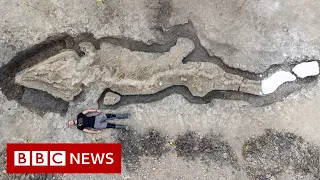 Huge fossilised 'sea dragon' found in UK - BBC News