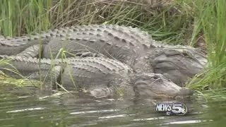 The Lucky Few Prepare for Chance at Gator Hunting