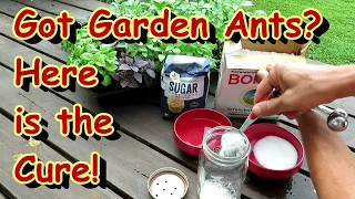 A Home Remedy for Ants in Your Vegetable Garden - 4 Parts Sugar to 1 Part Borax: Two Minute TRG Tips