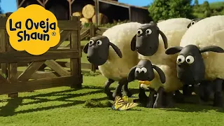 La Oveja Shaun 🐑 Oveja y mariposa 🐑 Dibujos animados para niños