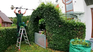 SUPER SATISFYING pruning of the Beech hedge in a SMALL YARD