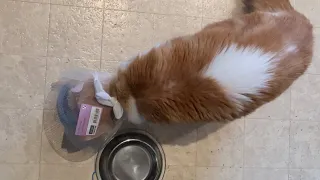 Crazy cute cat’s daily routine, post surgery recovery, day 1st