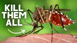 What If We Killed All Mosquitoes? | Should We Get Rid Of mosquitoes | Urdu-  Hindi