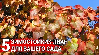 5 зимостойких лиан для вашего сада