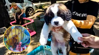 Inside the Secret World of Odessa's oldest Pet and Flea Market 🇺🇦