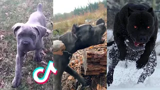 Cane Corsos are Badass and Cute - Tiktok Compilation! | 2