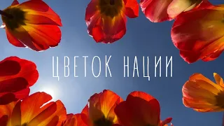 Цветок нации. Путешествие к тюльпановым полям в Нидерландах