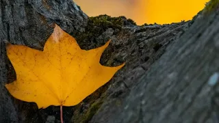 Опавшие листья - Autumn Leaves.  Eva Cassidy & London Symphony Orchestra. Монтаж Евгений Панов