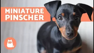 Miniature Pinscher – Characteristics, Care and Training