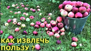 Что делать с падалицей яблок?