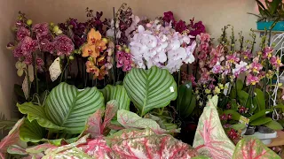 🌸 ПРОДАЖА ОРХИДЕЙ 21.07.22 Редкие Эксклюзивные сорта. БАБОЧКИ, МУТАНТЫ обзор орхидей. Купить орхидею