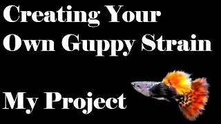 Creating Your Own Guppy Strain - My Project - Part 1