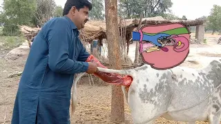 Artificial insemination in cow 🐄 Cow Me Ai kece karti hen full video