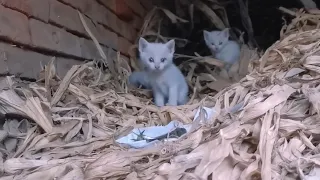 A stray cat mother is missing, leaving behind 3 poor kittens.