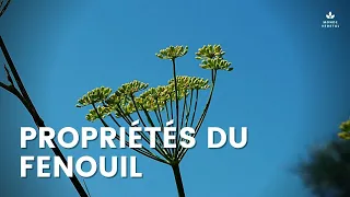 PROPRIÉTÉS DU FENOUIL : Vertus, Bienfaits et Contre-indications de cette plante médicinale