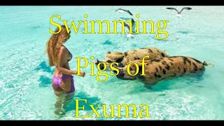 Swimming Pigs of the Exumas