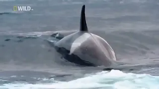 Dolphins Attacks _ Wildlife Full Documentary Animal World