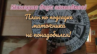 История двух отводков! План по подсадке маточника не понадобился!