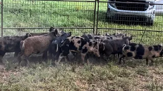 Trapping spotted wild hogs destroying more yards.