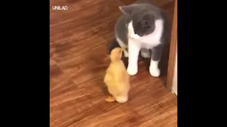 FUNNY CAT PLAYING WITH DUCK | Funny Animal Clips #Shorts