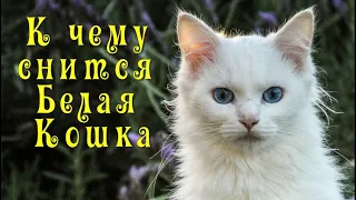 К ЧЕМУ СНИТСЯ БЕЛАЯ КОШКА