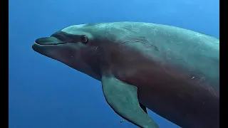 Friendly dolphins of Socorro