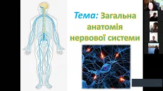 Загальна анатомія нервової системи.
