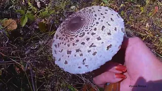 Полезные и лечебные свойства грибов Зонтиков. mushroom umbrella.