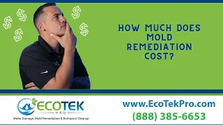 How Much does Mold Remediation Cost?
