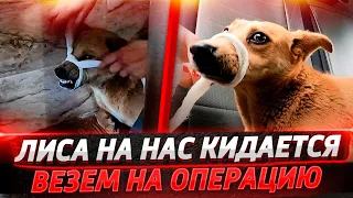 Лису оперируем после аварии, кидается на нас😱 У Капы какие то наросты во рту.Хвосты нуждаются в вас🥺