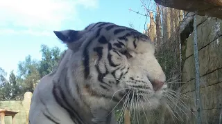 VERY RARE | White tiger #tiger #wildanimals #zoo  #lanzarote