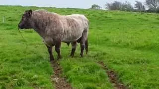 Beef Shorthorn Cattle