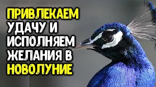 Привлекаем удачу и исполняем желания в новолуние 20 июля 2020 года