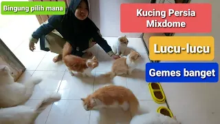 Kucing persia mixdome lucu | Diary Kucing