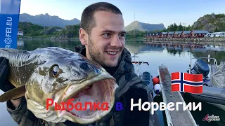 Рыбалка в Норвегии. Лофотенские острова. Треска