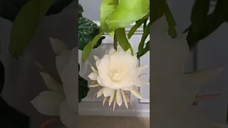 Brahma Kamala Bloom | Epiphyllum Oxypetalum flower Bloom Stunning Timelapse