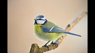 Blue Tits and House Sparrows Feeding