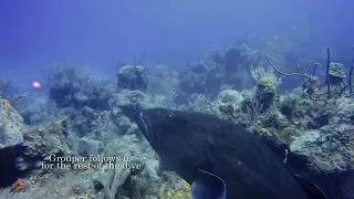 Cayo Coco Dives 4.24