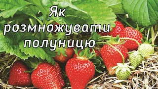 Як розмножувати полуницю вусами