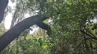 The Devil Tree, Oak Hammock Park, Port St. Lucie, Florida