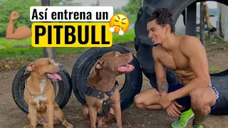 5 EJERCICIOS para el desarrollo MUSCULAR de un PITBULL 😤🔥💪🏽