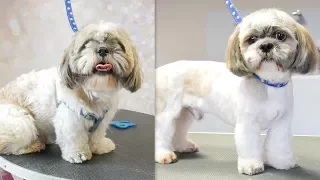 Grooming Guide - Grooming a Shih Tzu #17