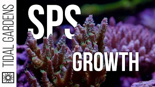 Almost a Year of Acropora Growth! SPS Show Tank - Episode 7