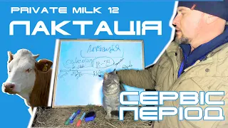 Лактація та сервіс-період | Private Milk | Травецький