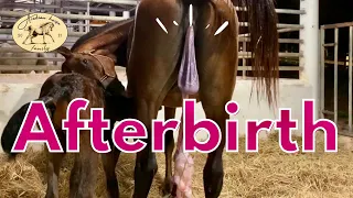 Passing of the PLACENTA after foaling | TIP! Tie a KNOT