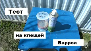 Тест на клещей Варроа - уже необходимость в пчеловодстве.