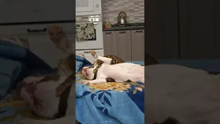 собака убийца разрывает кошку