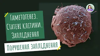 Гаметогенез. Статеві клітини. Суть процесу запліднення. Порушення запліднення у людини